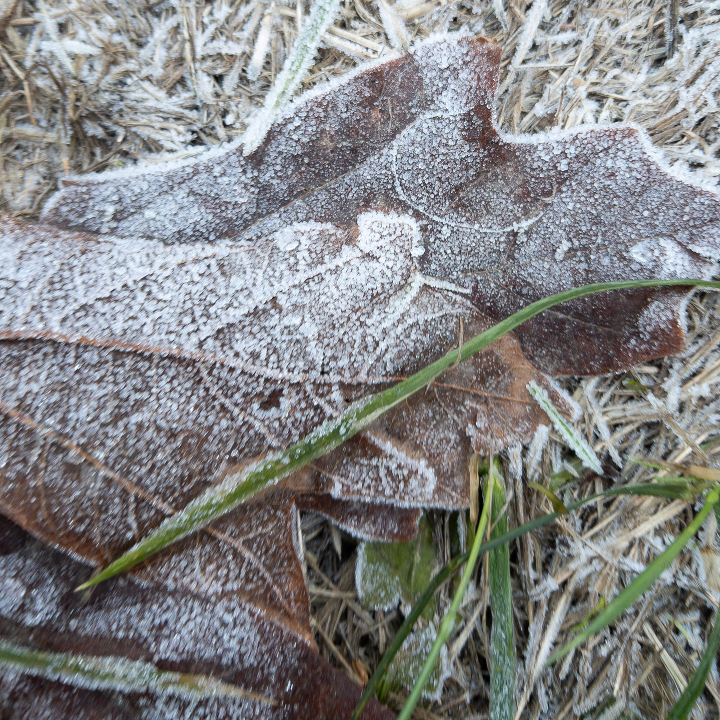 Frost on fallen leaves