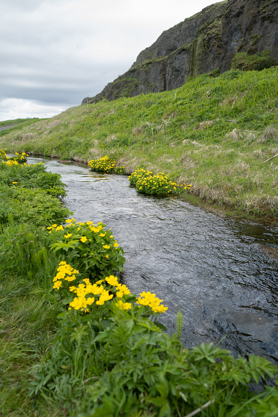 Stream and flowers